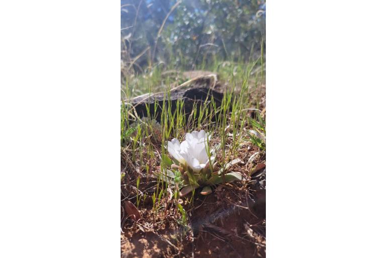 Lewisia brachycalyx -14208