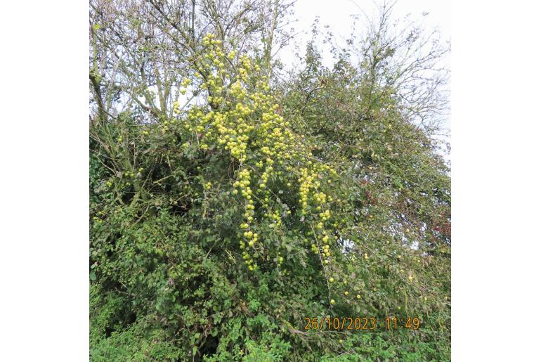 Malus sylvestris -14220