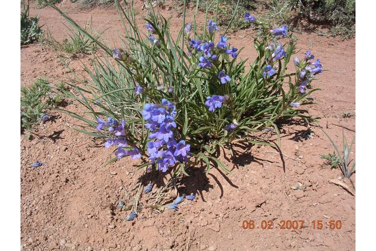 Penstemon paysoniorum -14239