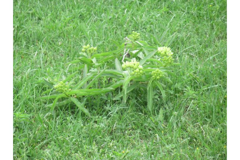 Asclepias viridis -14249