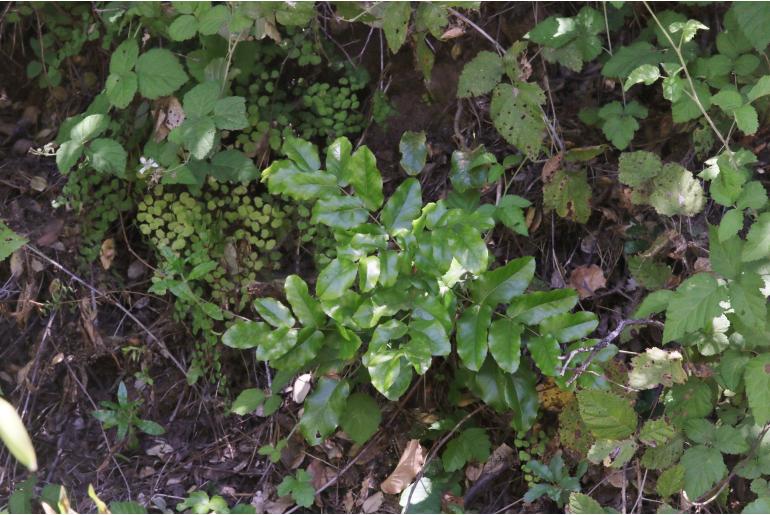 Berberis pinnata -14252