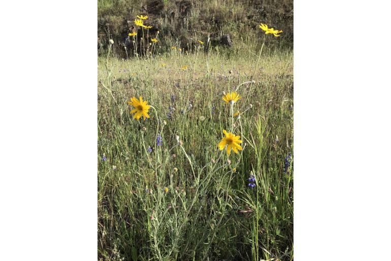 Eriophyllum lanatum var grandiflorum -14263