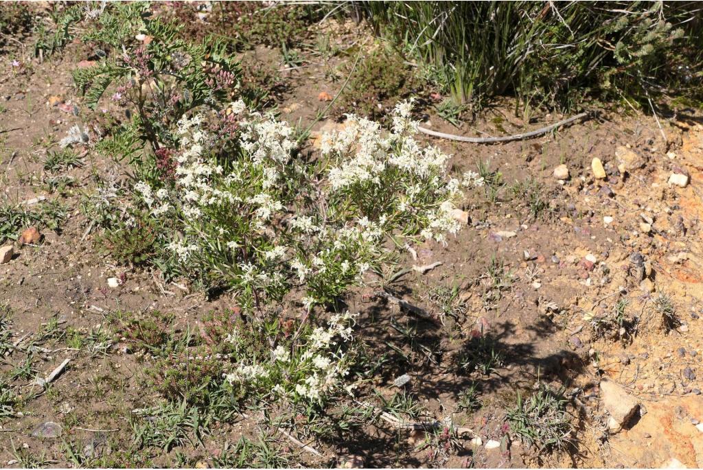 Wolly-bloem Grevillea