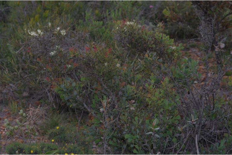 Hakea auriculata -14276