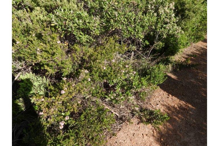 Kunzea ciliata -14296