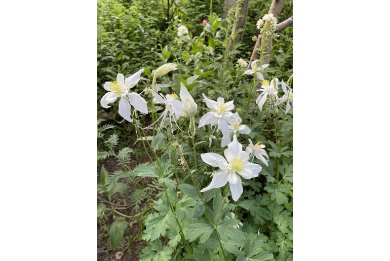 Aquilegia coerulea var ochroleuca -14313