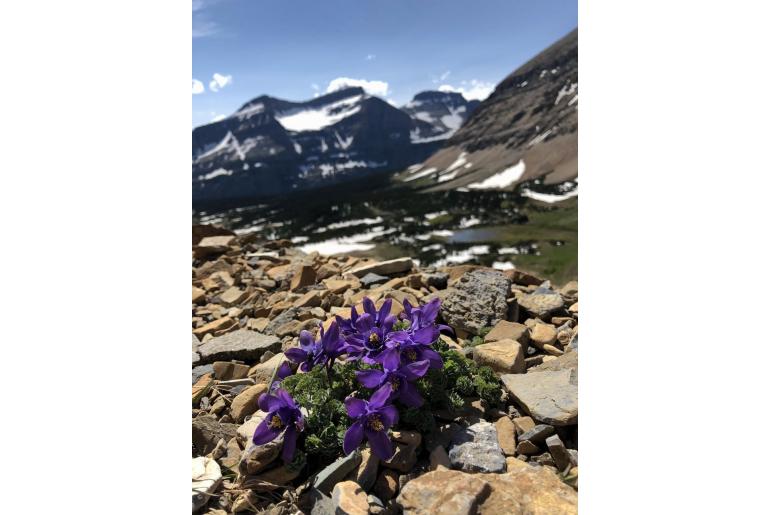 Aquilegia jonesii -14323