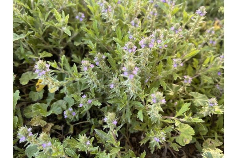 Verbena bracteata -14329