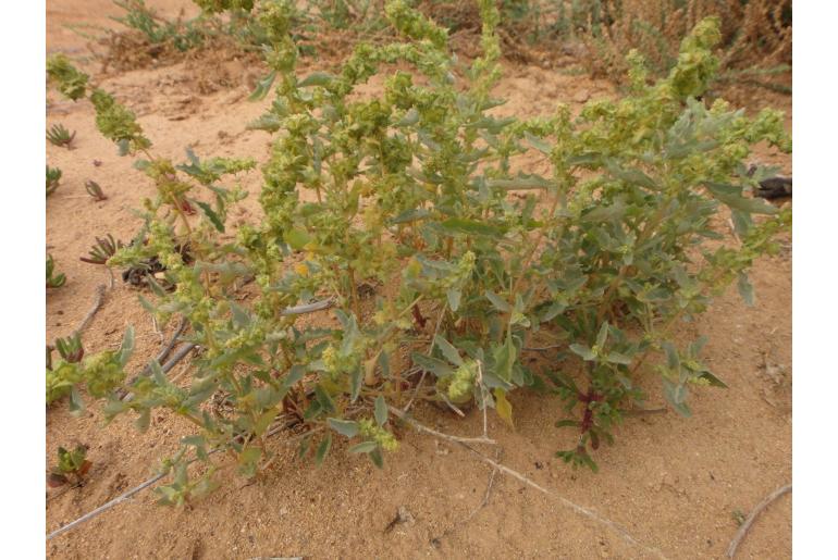 Atriplex semilunaris -14334