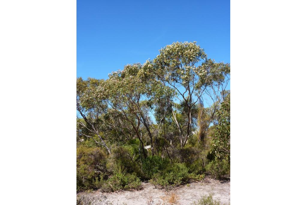 Port Lincoln Eucalyptus