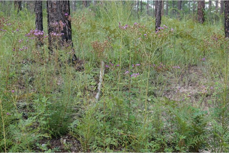 Vernonia angustifolia -14341