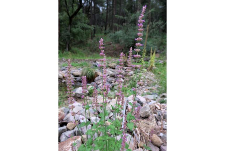 Agastache breviflora -14344