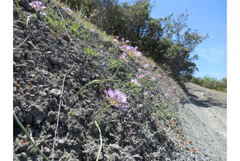 Allium fimbriatum var purdyi -14350