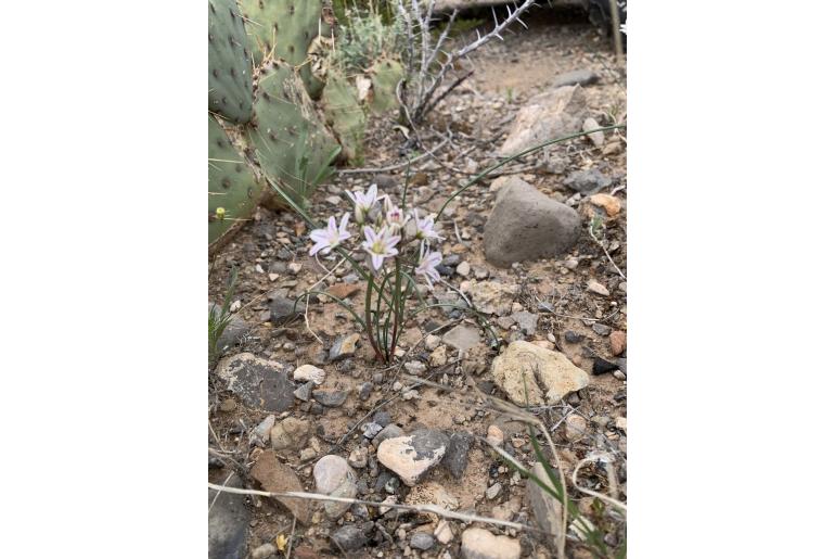 Allium macropetalum -14351