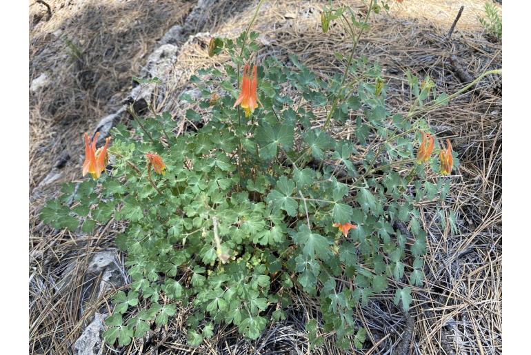 Aquilegia desertorum -14357