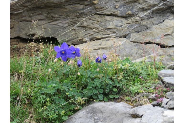 Aquilegia pyrenaica -14358