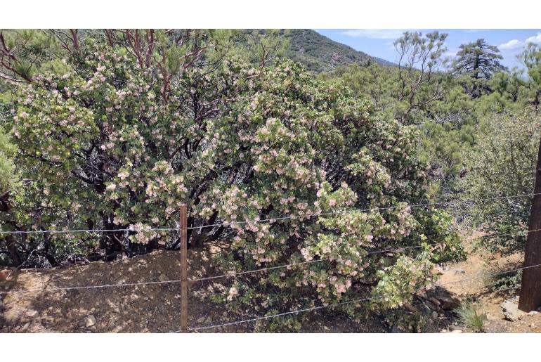 Arctostaphylos pringlei -14365