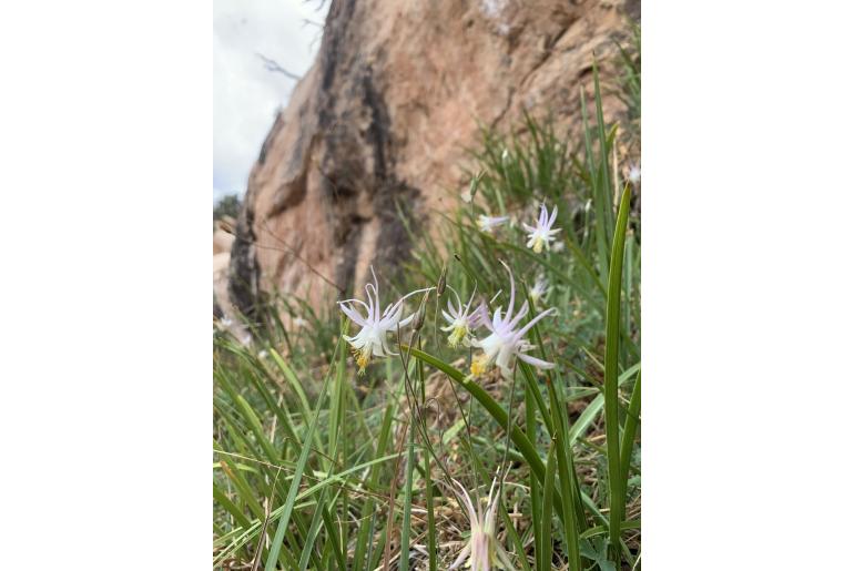 Aquilegia micrantha -14367