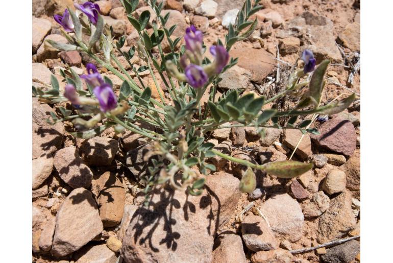 Astragalus amphioxys var vespertinus -14368