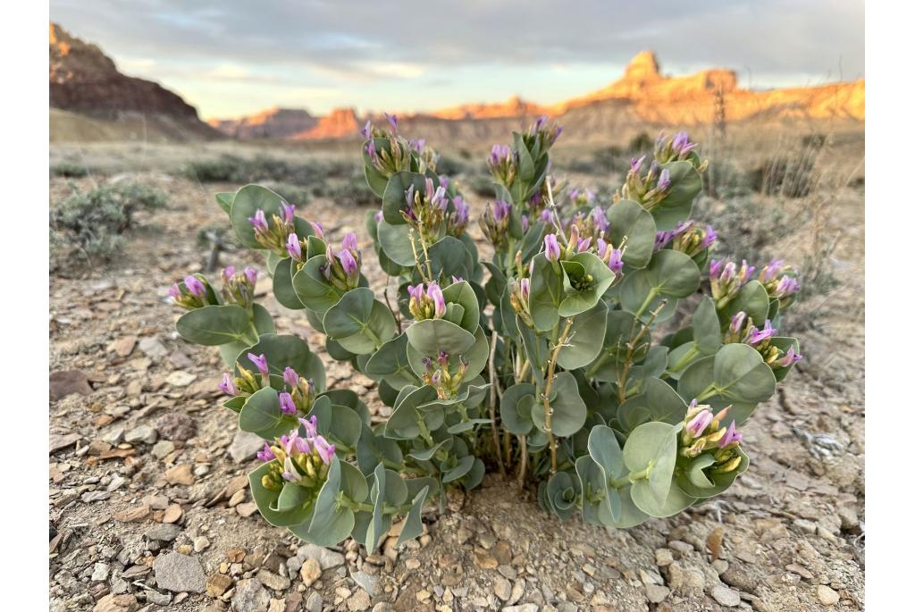 Asclepia-achtige astragalus