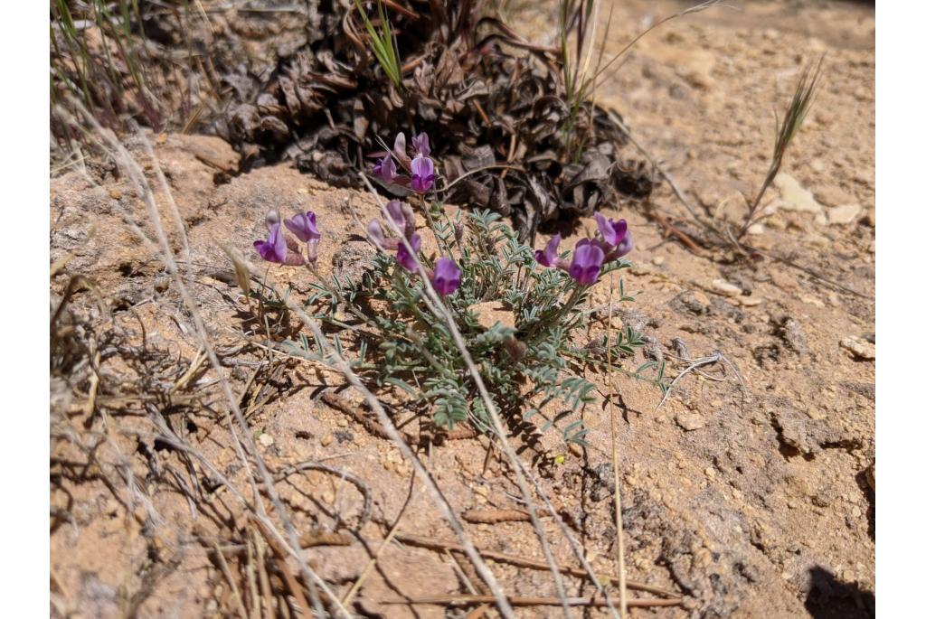 Klif astragalus