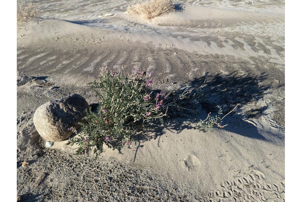 Humboldt rivier astragalus