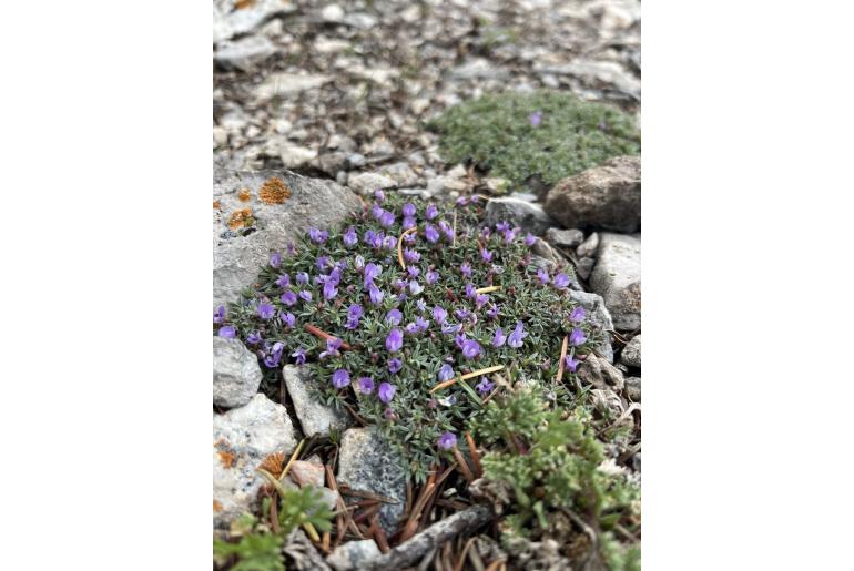 Astragalus kentrophyta -14372