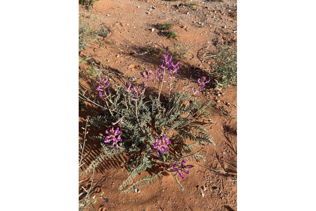 Thompson's wollige astragalus