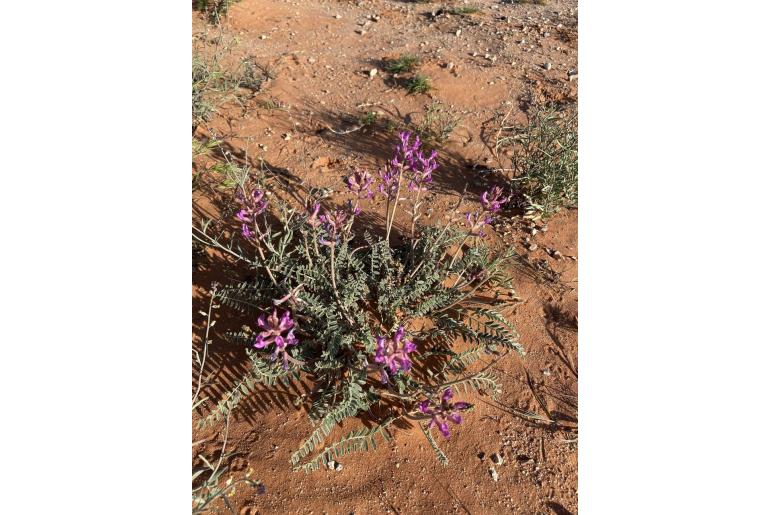 Astragalus mollissimus var thompsoniae -14373