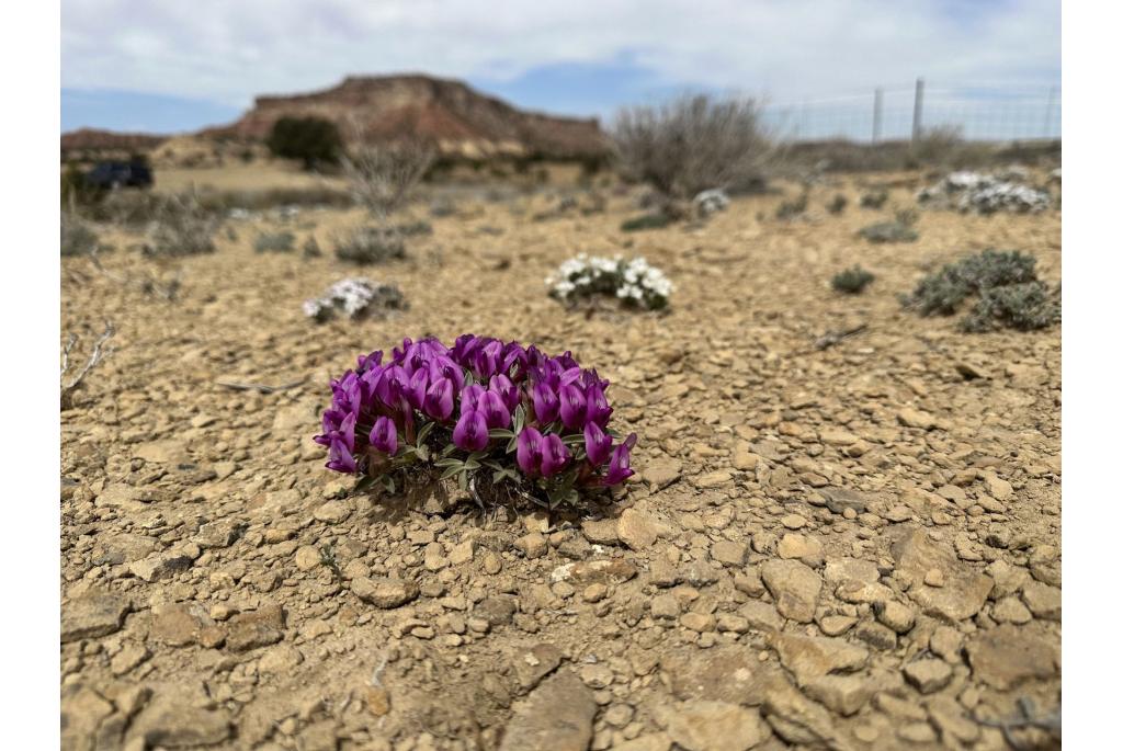 Ferron's astragalus