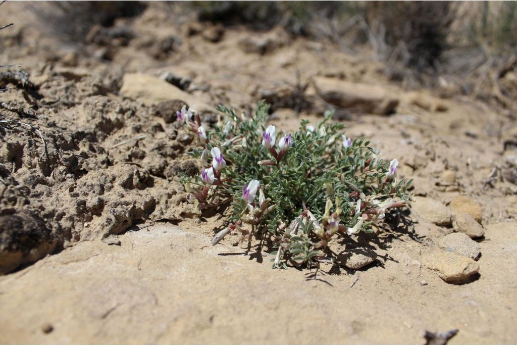 Naturita astragalus