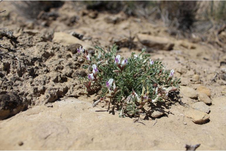 Astragalus naturitensis -14375