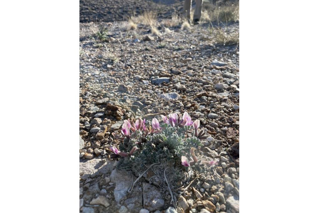 Newberry's astragalus