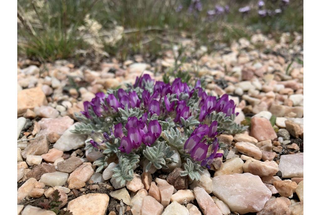 Pursh's astragalus