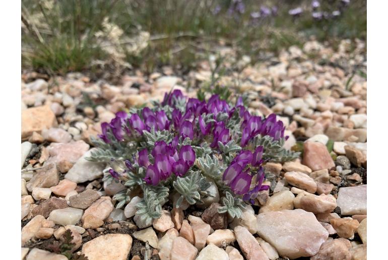 Astragalus purshii var lectulus -14377