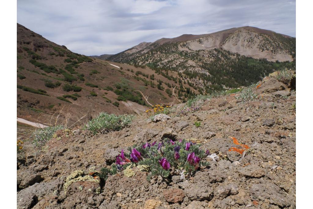 Pursh's astragalus