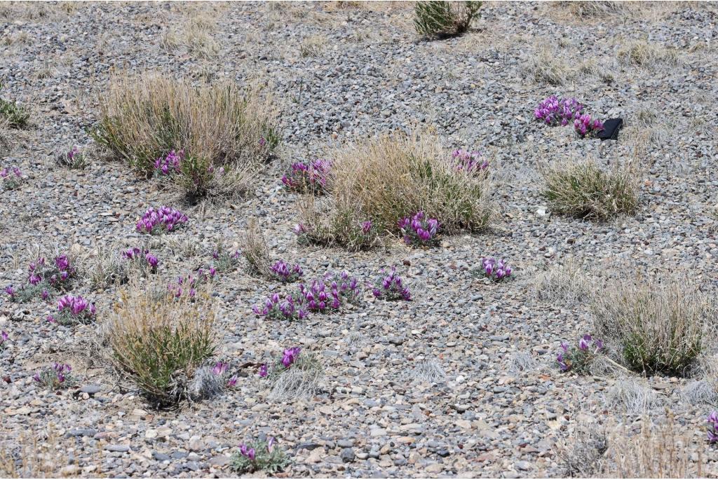 Krenten astragalus