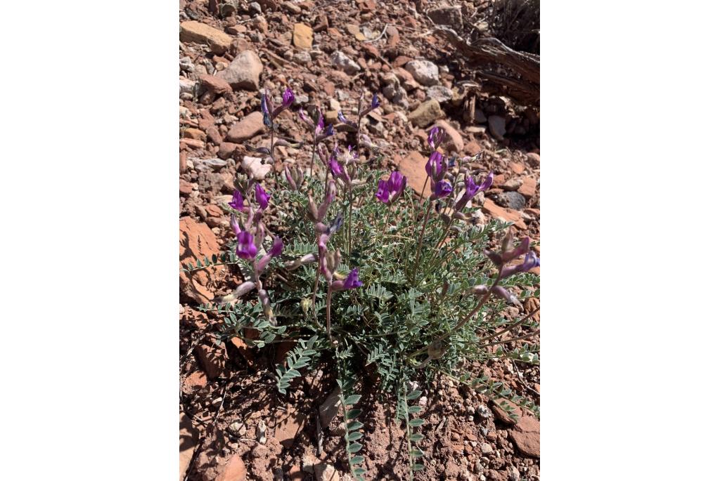 Zion astragalus