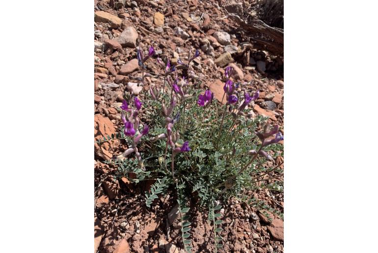 Astragalus zionis -14380