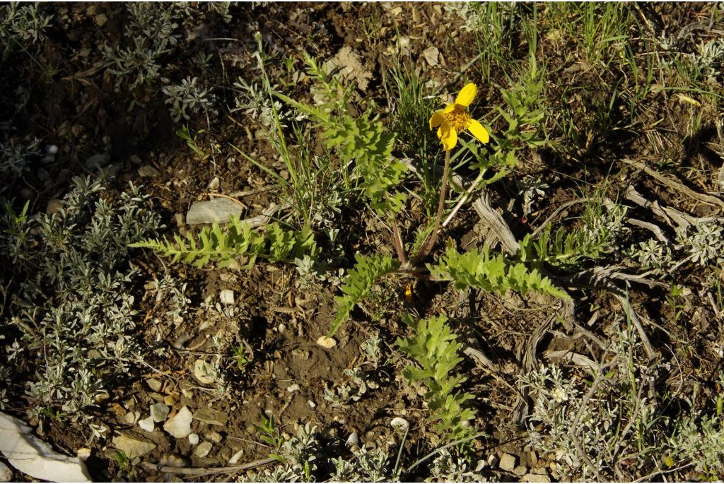 Fijnharige balsamorhiza