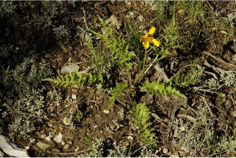 Balsamorhiza hispidula -14382