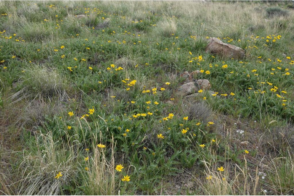 Hookers balsamorhiza