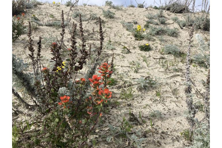 Castilleja latifolia -14390