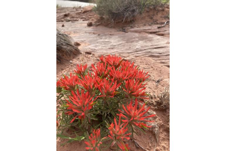 Castilleja scabrida -14391