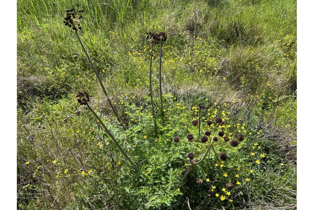 Selderij-blad cynapium