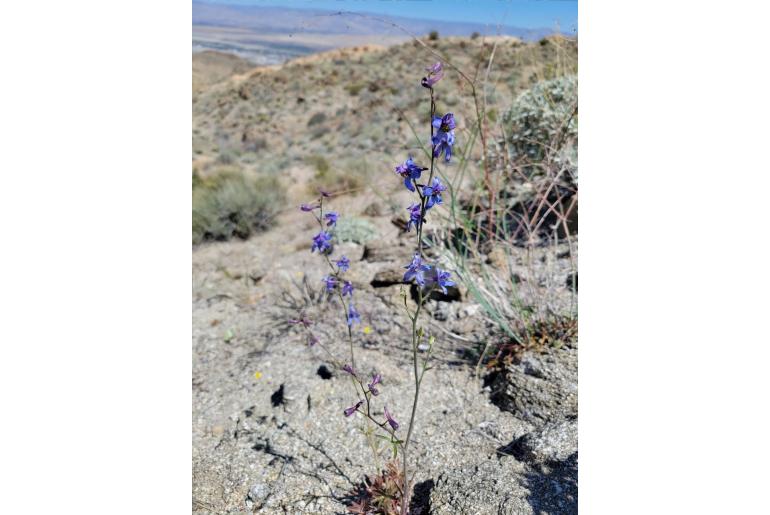 Delphinium parishii -14405