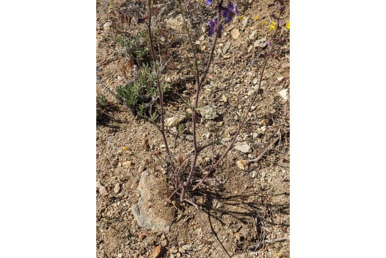 Delphinium parryi ssp purpureum -14406