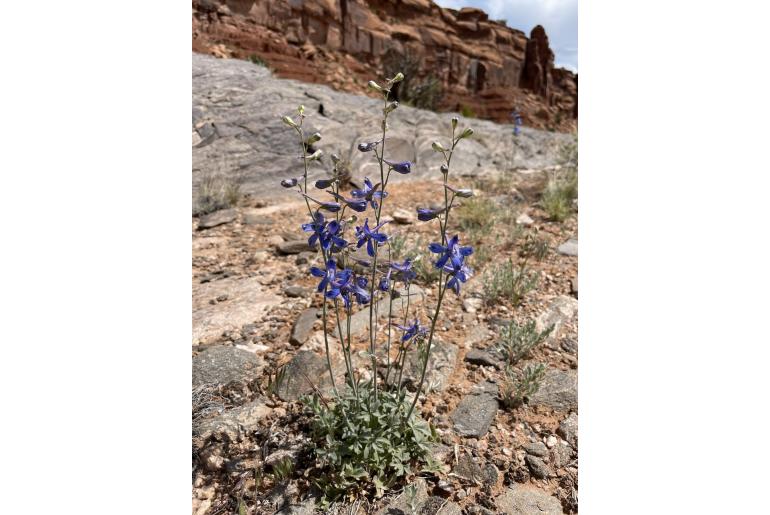 Delphinium scaposum -14407