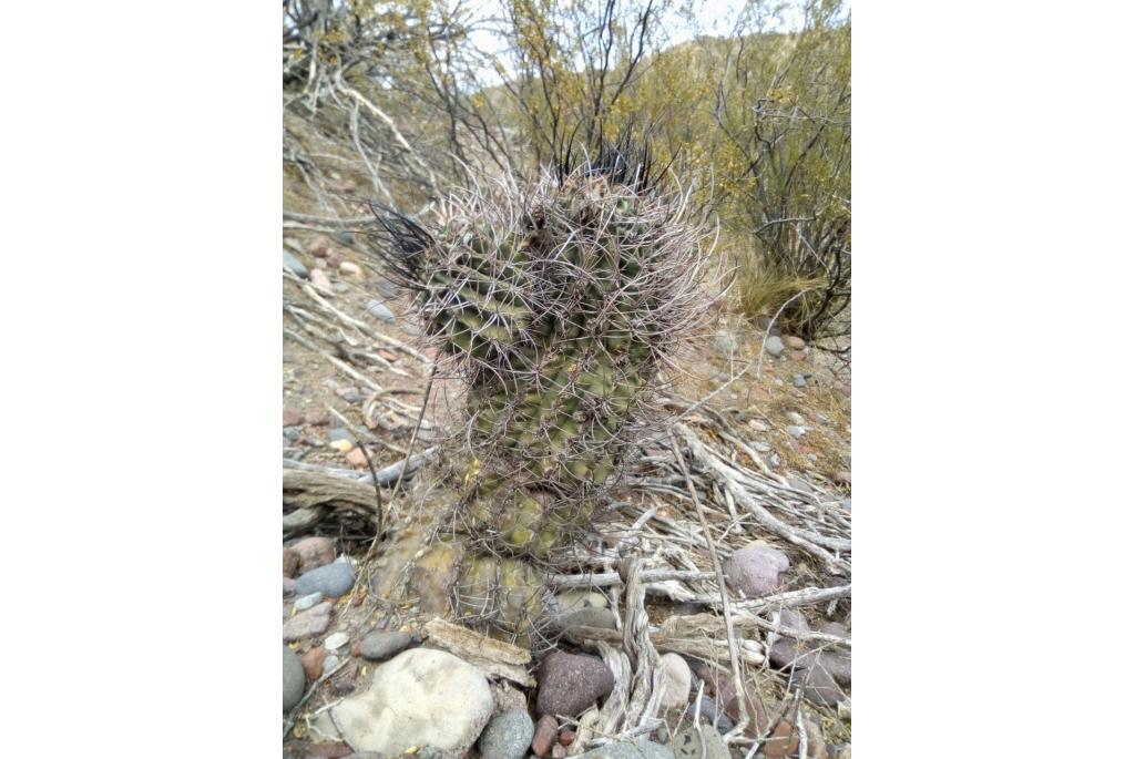 Echinopsis met witte bloemen