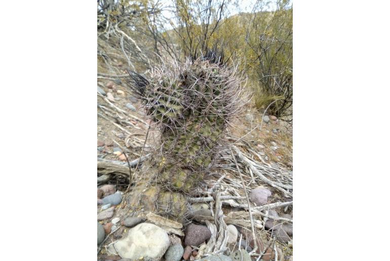 Acanthocalycium leucanthum -14419